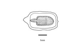   Embryo:nbsp;  Croton lobatus ;nbsp;Illustration by K. Parker, Kirkbride et al. (2006)
